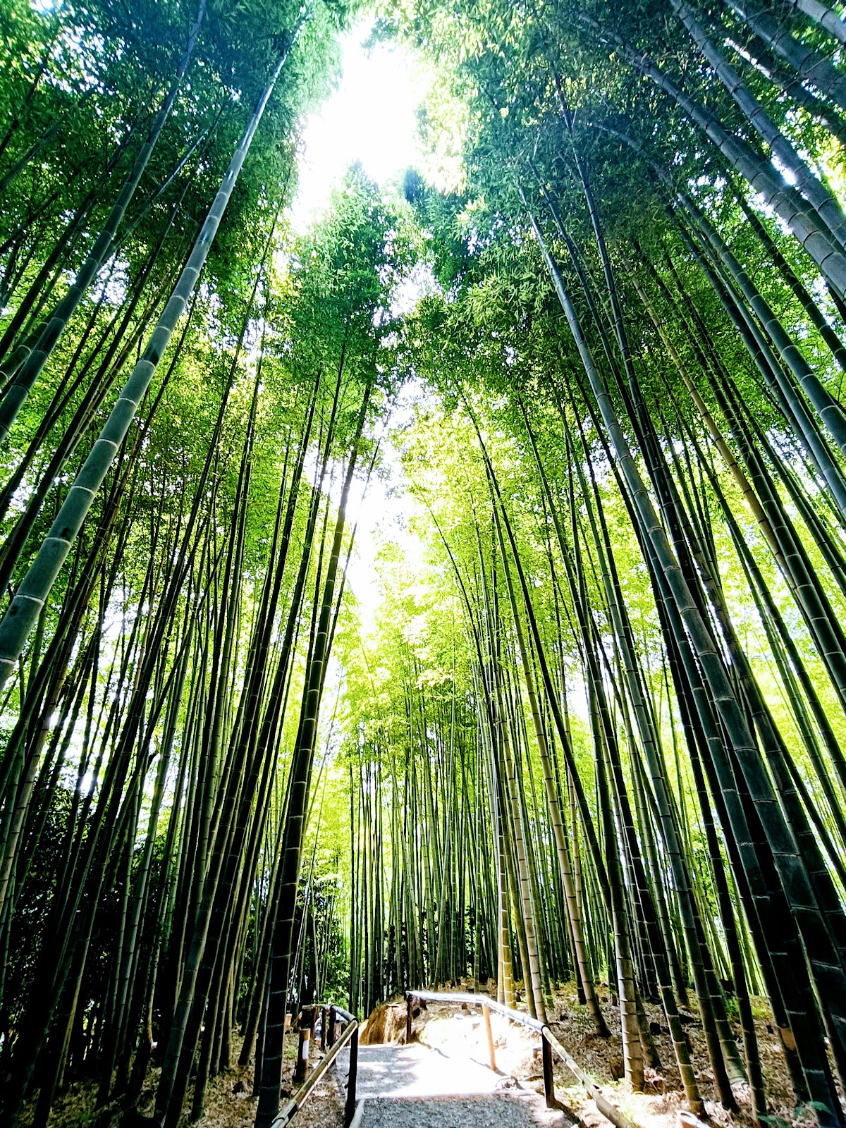 Kōdai-ji Temple Bamboo Forest