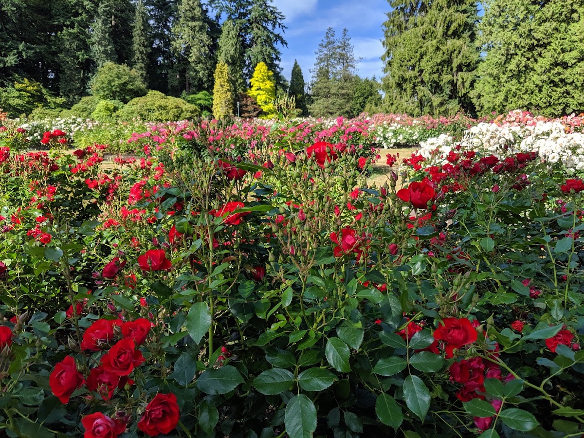Stanley Park Rose Garden