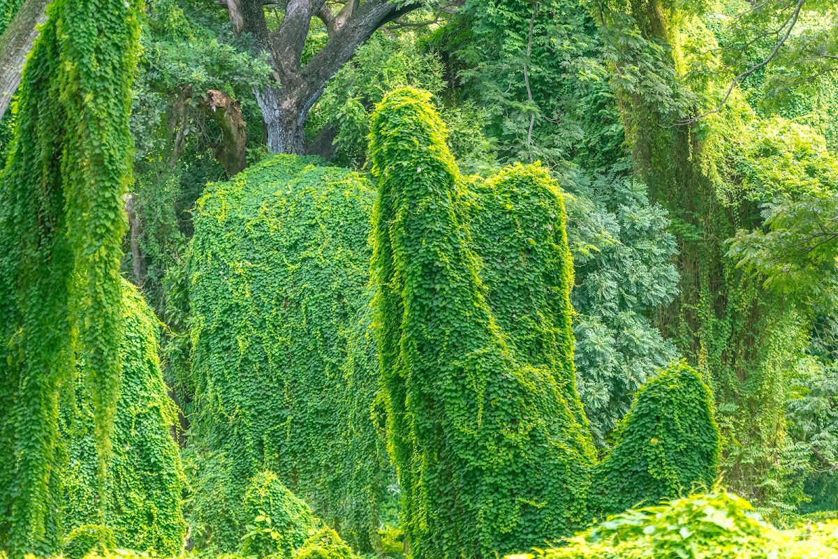 Bosque de La Habana